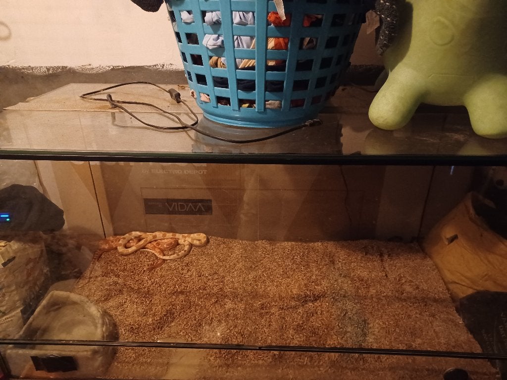 2 korenslangen met terrarium Corn Snake photo 2