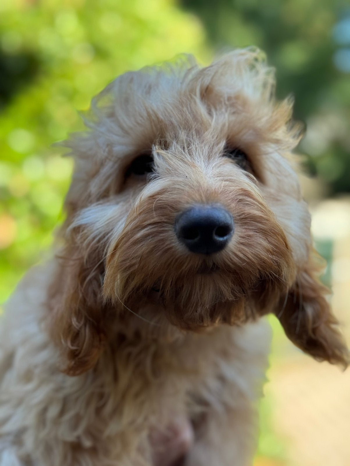 Lieve middelgrote Doodle pups geschikt bij allergie, Poedel, Nederland, CDV (hondenziekte), 8 tot 15 weken