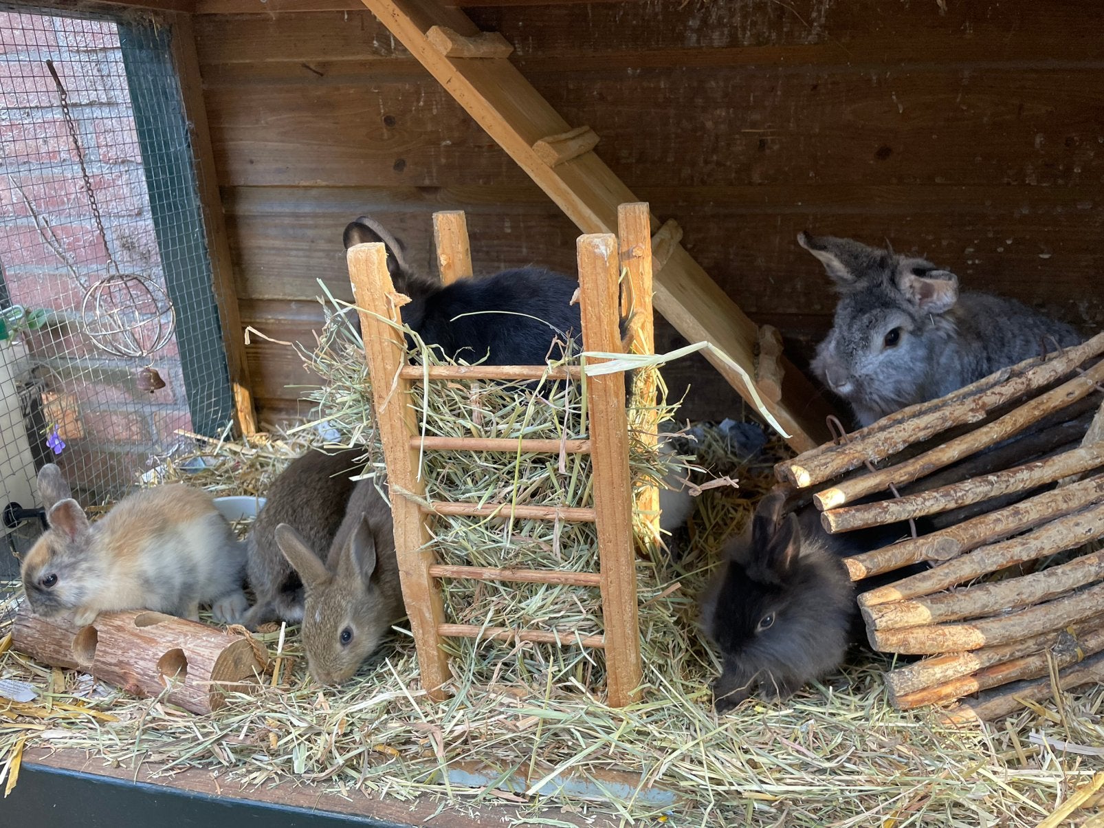 Konijn, konijnen, jonge konijnen, leeuwekop, Meerdere dieren, Middelgroot, 0 tot 2 jaar