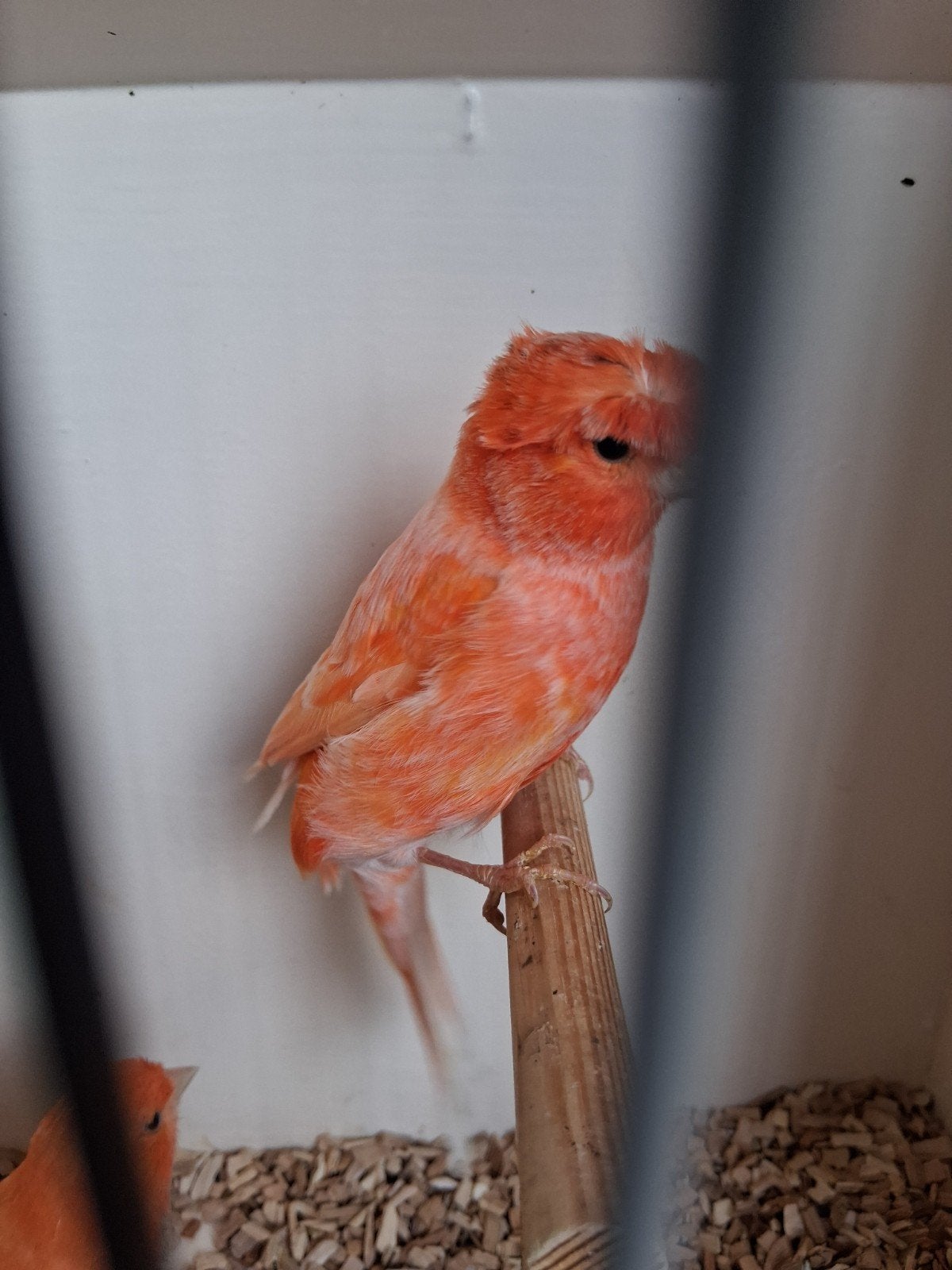 koppel rooie kanaries met kuif, Dieren en Toebehoren, Meerdere dieren, Kleurkanarie