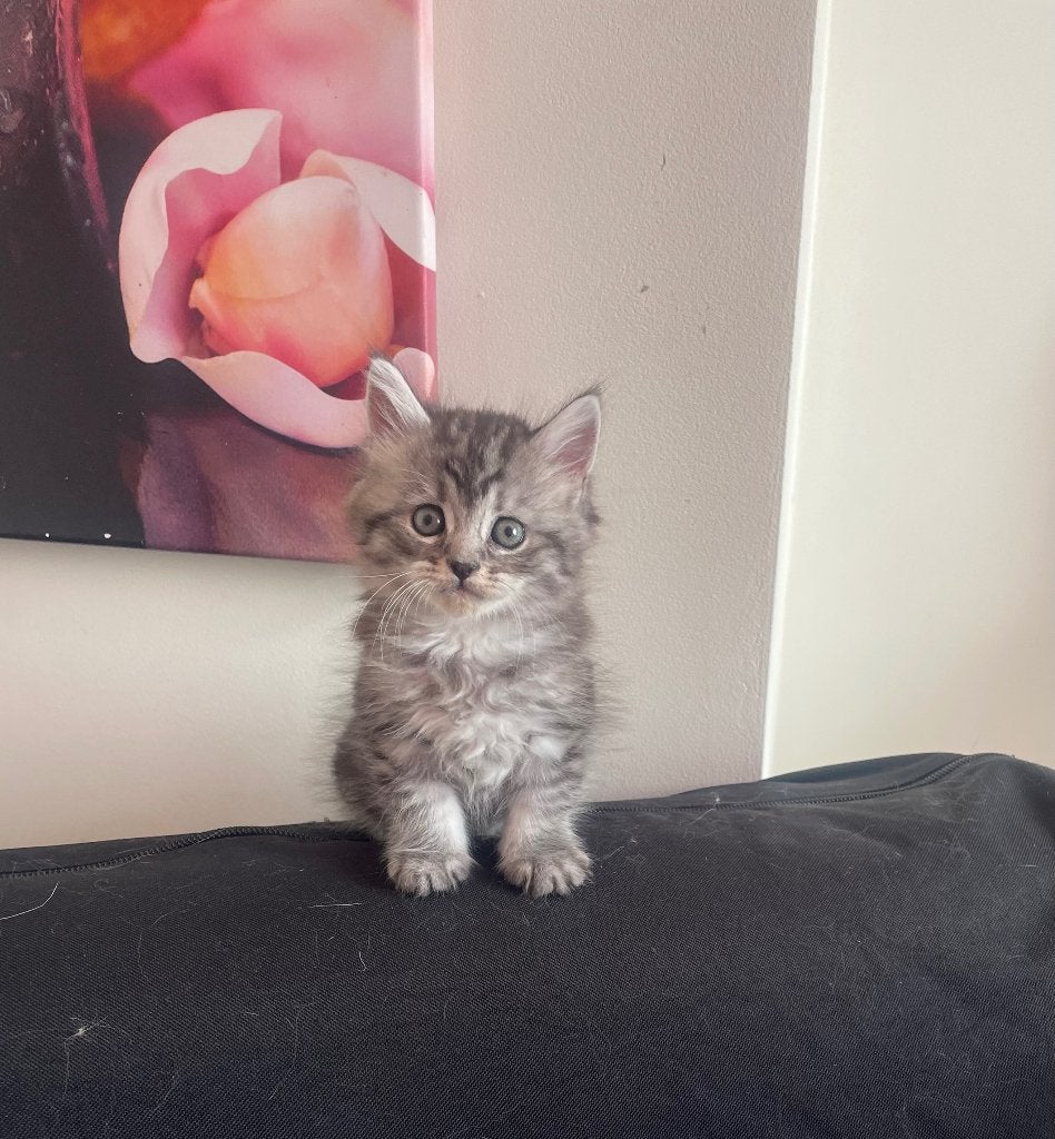 Kittens mix Perzische en maincoon, Dieren en Toebehoren, Katten en Kittens | Dekkaters, 0 tot 2 jaar