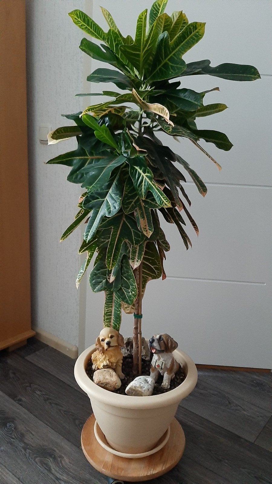 Grote Croton Kamerplant in Pot inclusief stenen & hondjes, Ophalen, 100 tot 150 cm, Overige soorten, Halfschaduw