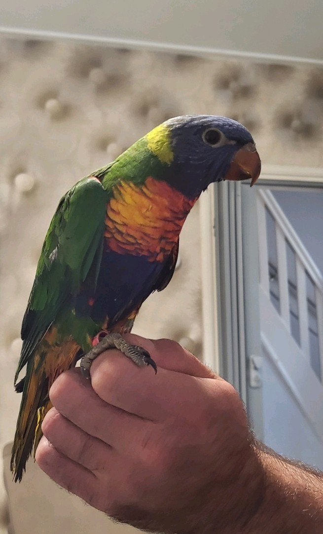 Mooie lorikeet /Papegaaien