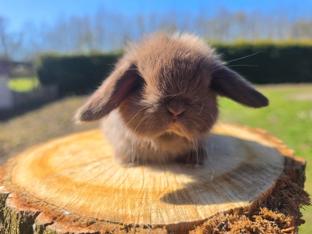 Raszuivere minilop konijntjes, Dieren en Toebehoren, Meerdere dieren, Dwerg, Hangoor, 0 tot 2 jaar