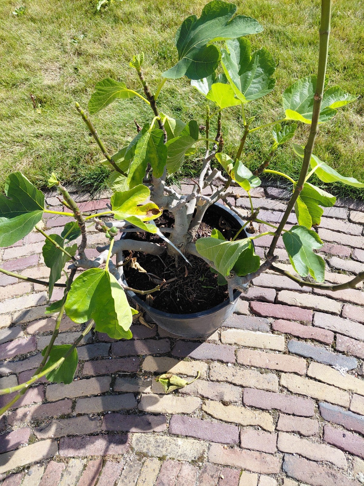 Vijgenboom in pot - Ficus carica, Ophalen of Verzenden