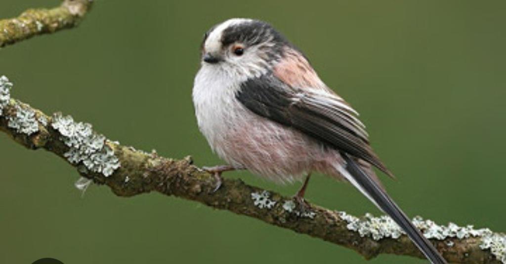 Staartmees, Meerdere dieren