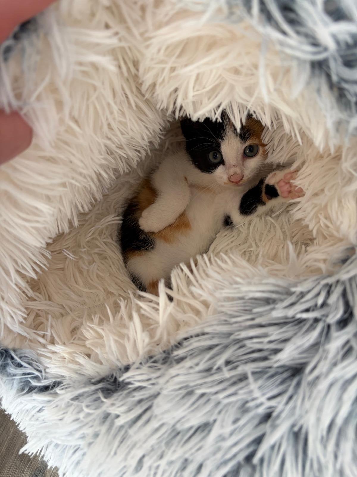Super lieve lapjes kitten 7 weken poes, Dieren en Toebehoren, Poes, Kortharig, 0 tot 2 jaar