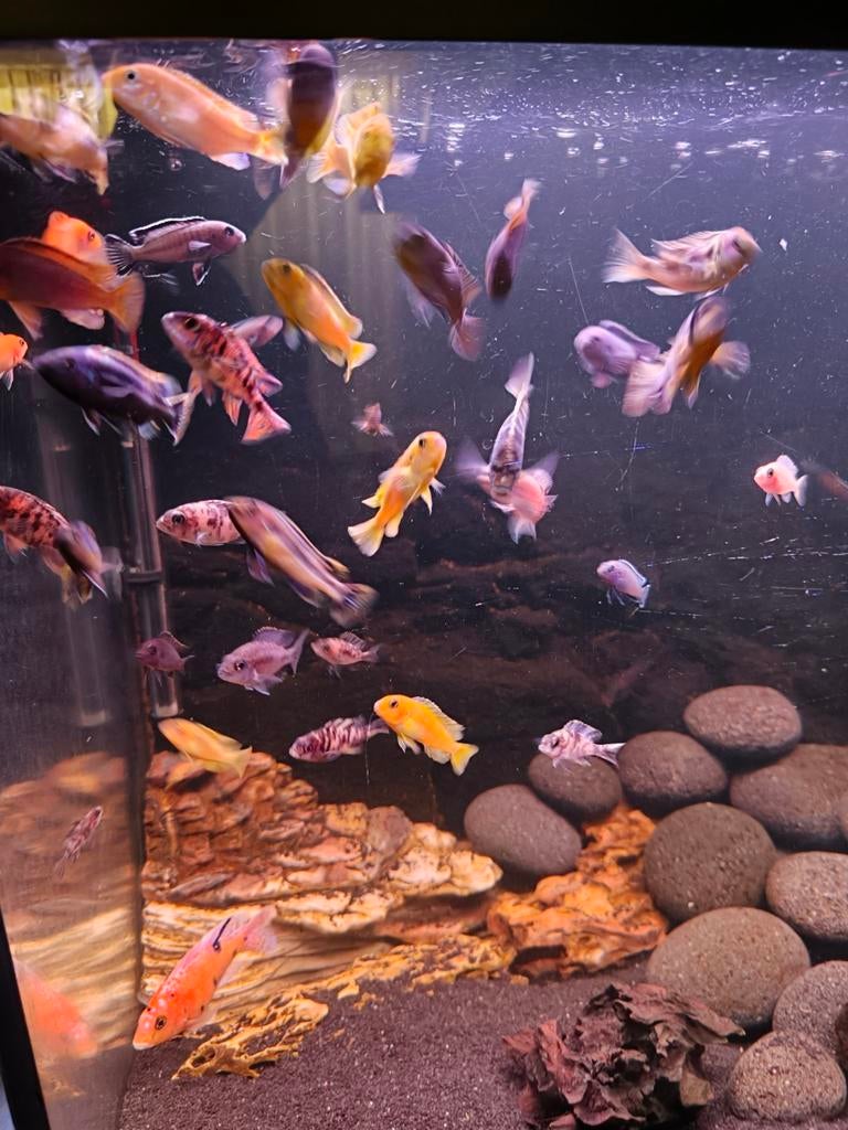 Malawi Cichliden Mbuna aulonocara, Vis