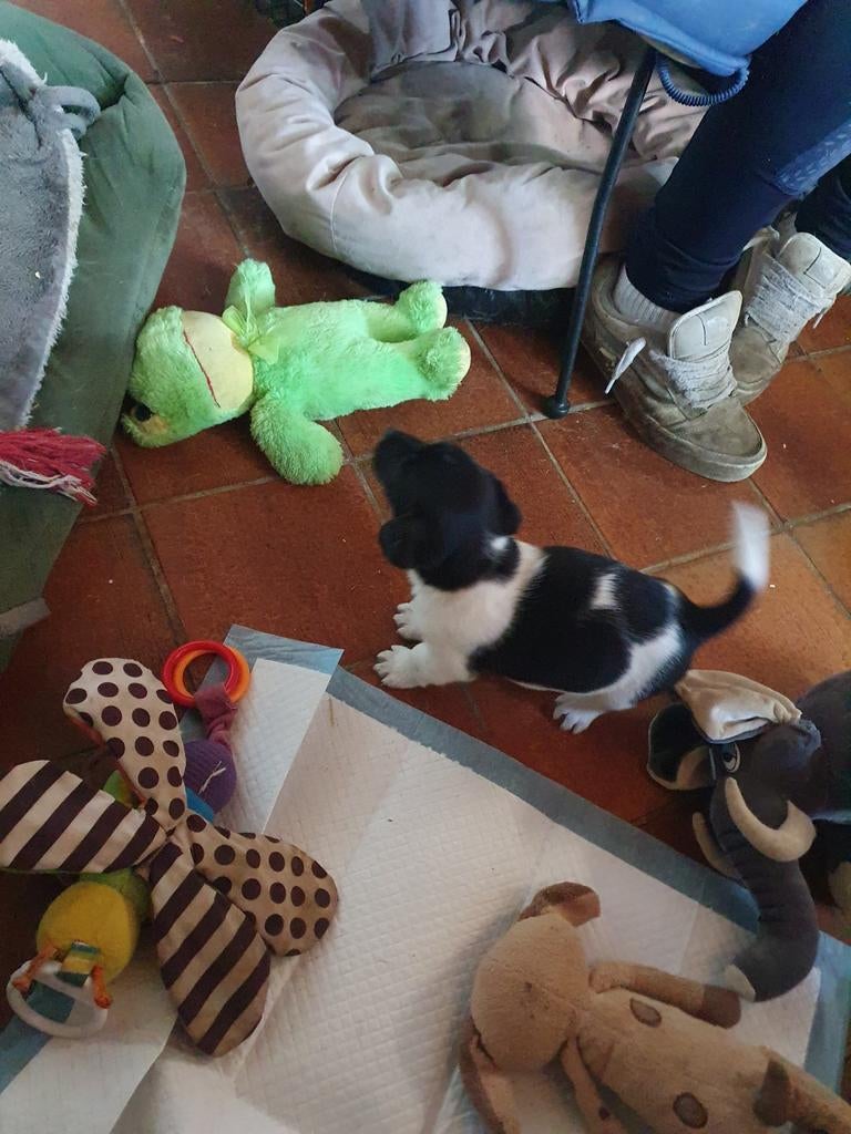 Nog 1 knappe ADONIS zoek huis.JACK RUSSELL REUTJE Raszuiver, Dieren en Toebehoren, Honden | Jack Russells en Terriërs, Parvo, Jack Russell Terriër