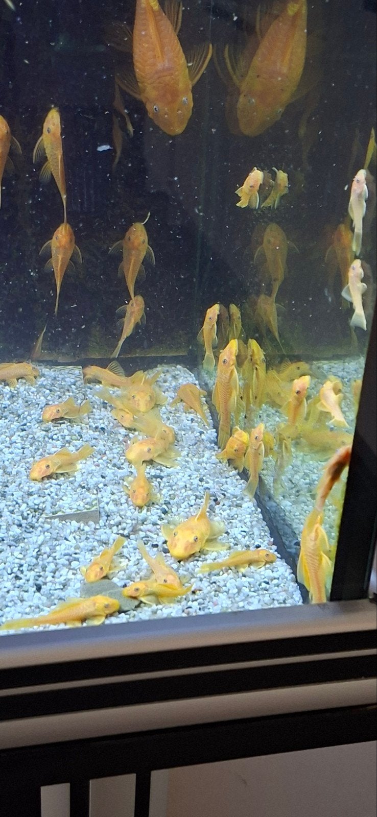te koop jonge l 144 bleu eyes., Dieren en Toebehoren, Vis