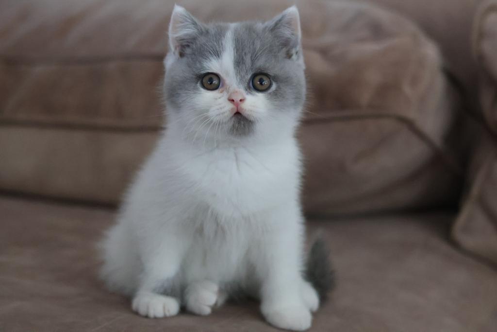 Prachtige Britse Korthaar Blue White Kater, Dieren en Toebehoren, Kater, Met stamboom, 0 tot 2 jaar