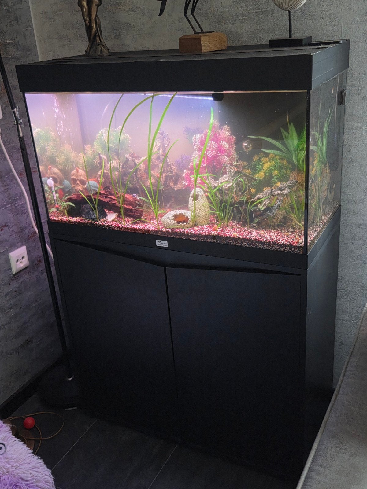 Aquatlantis Splendid 80, Ophalen, Gevuld zoetwateraquarium