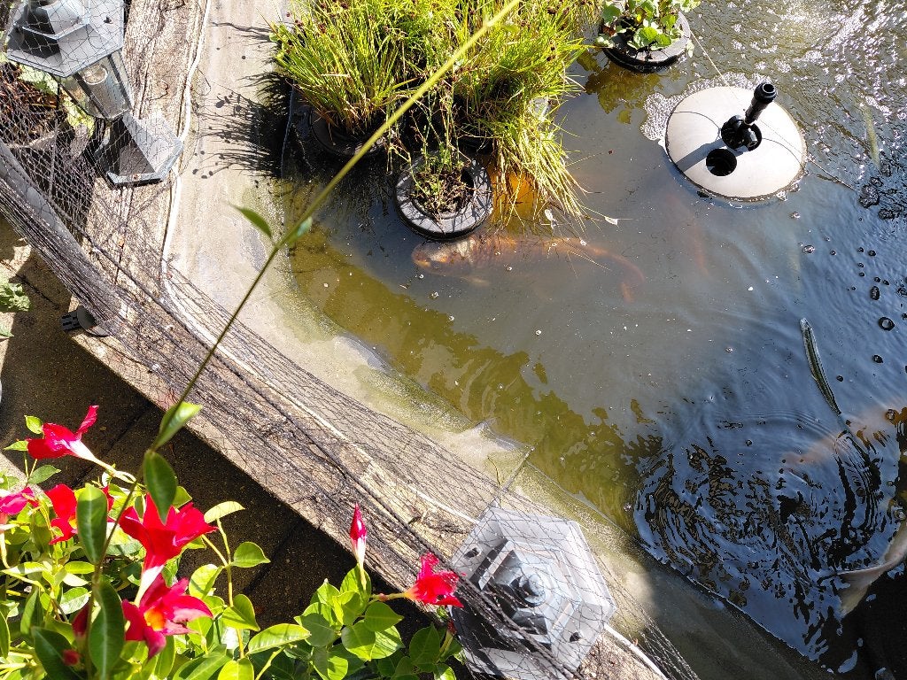 vijvervissen koi, goudwind, goudvissen, Karper of Koi