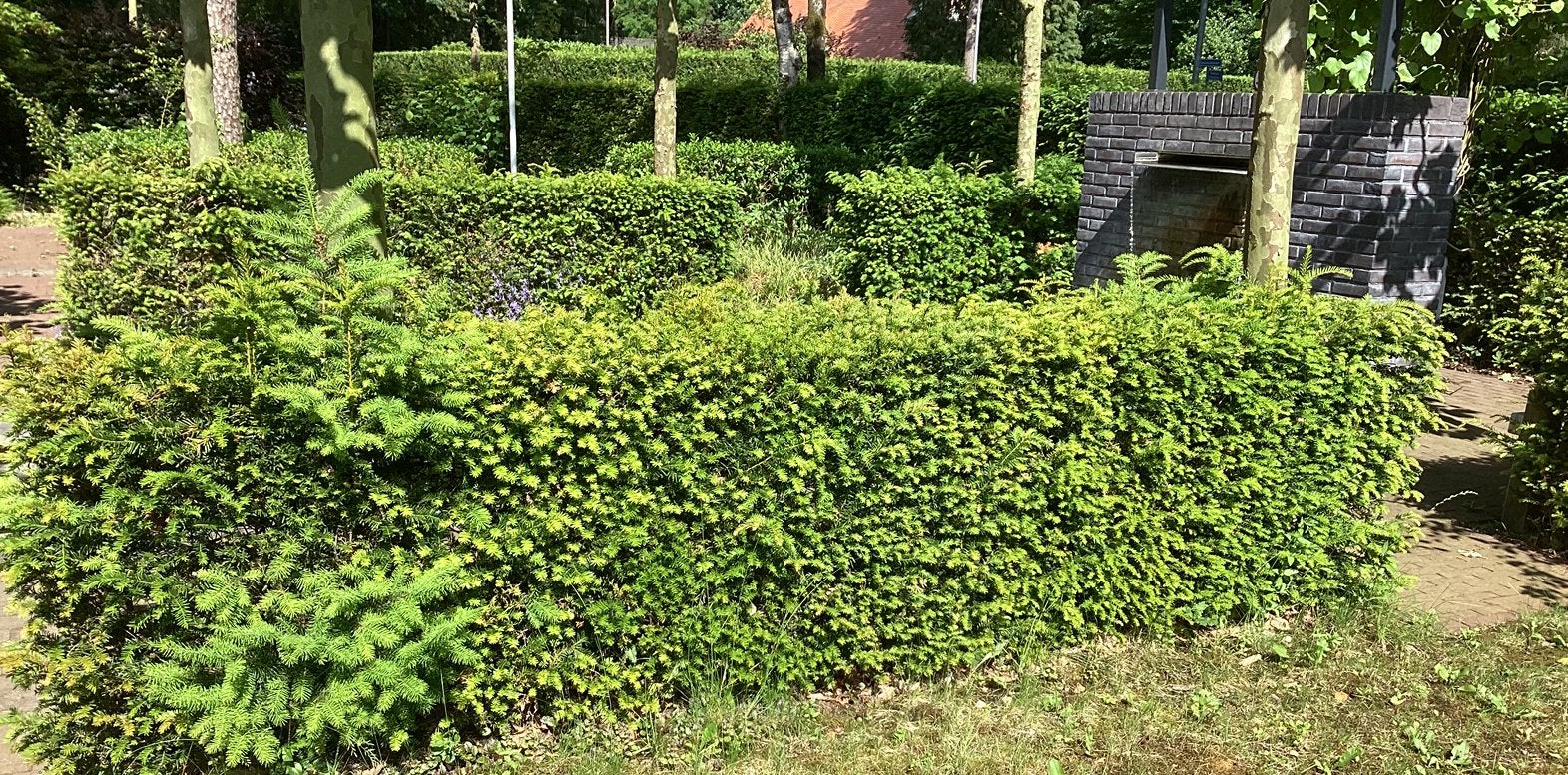 Taxus hagen te koop, Ophalen, Taxus, 100 tot 250 cm
