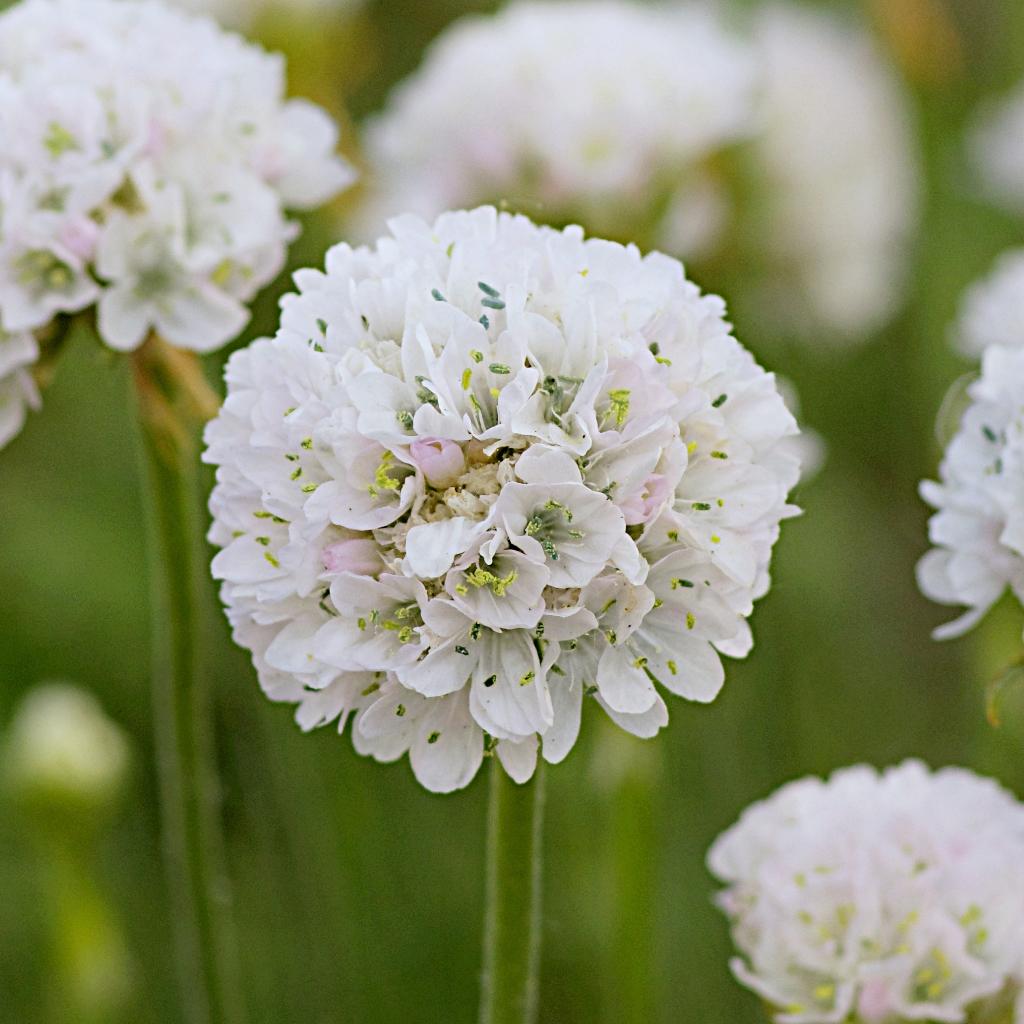 Zaden Engels gras wit  (Armeria Maritima ‘Alba’) - inheems, Ophalen of Verzenden, Voorjaar, Volle zon, Zaad