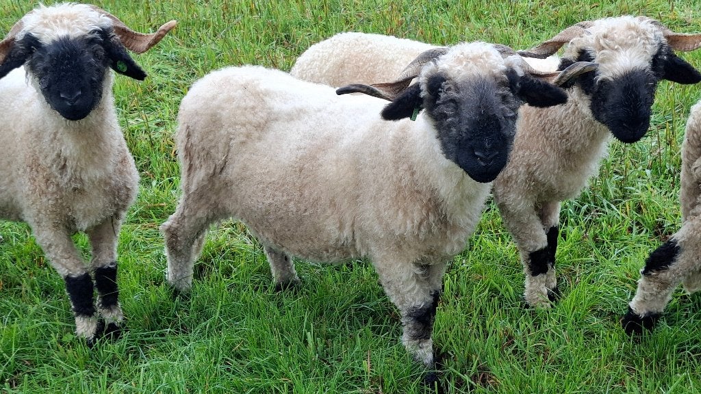 Walliser Schwarznase Ooi ARR/ARR , ja+, Vrouwelijk, Schaap, 3 tot 5 jaar