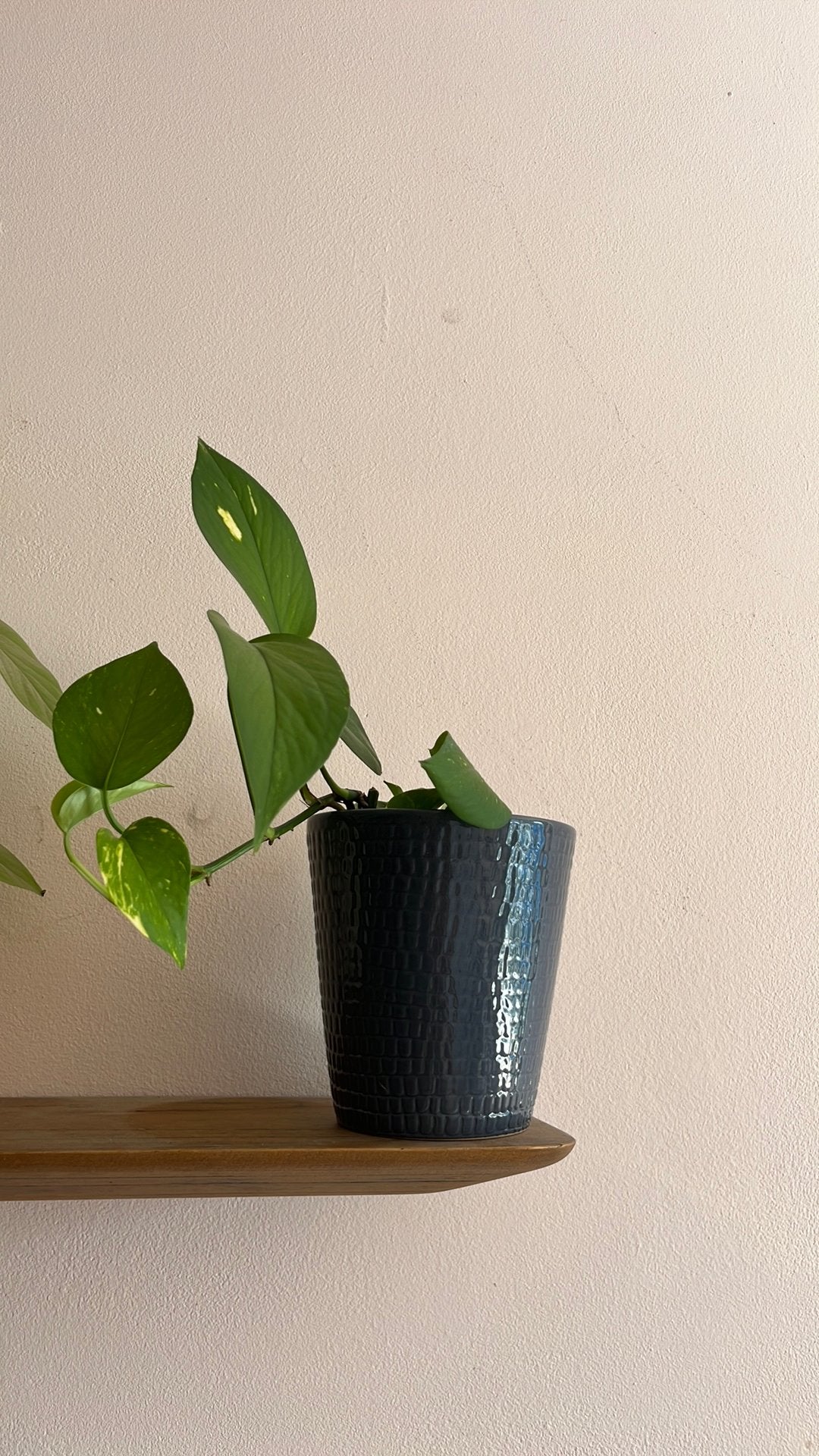 Epipremnum stek, Ophalen, Halfschaduw, Minder dan 100 cm