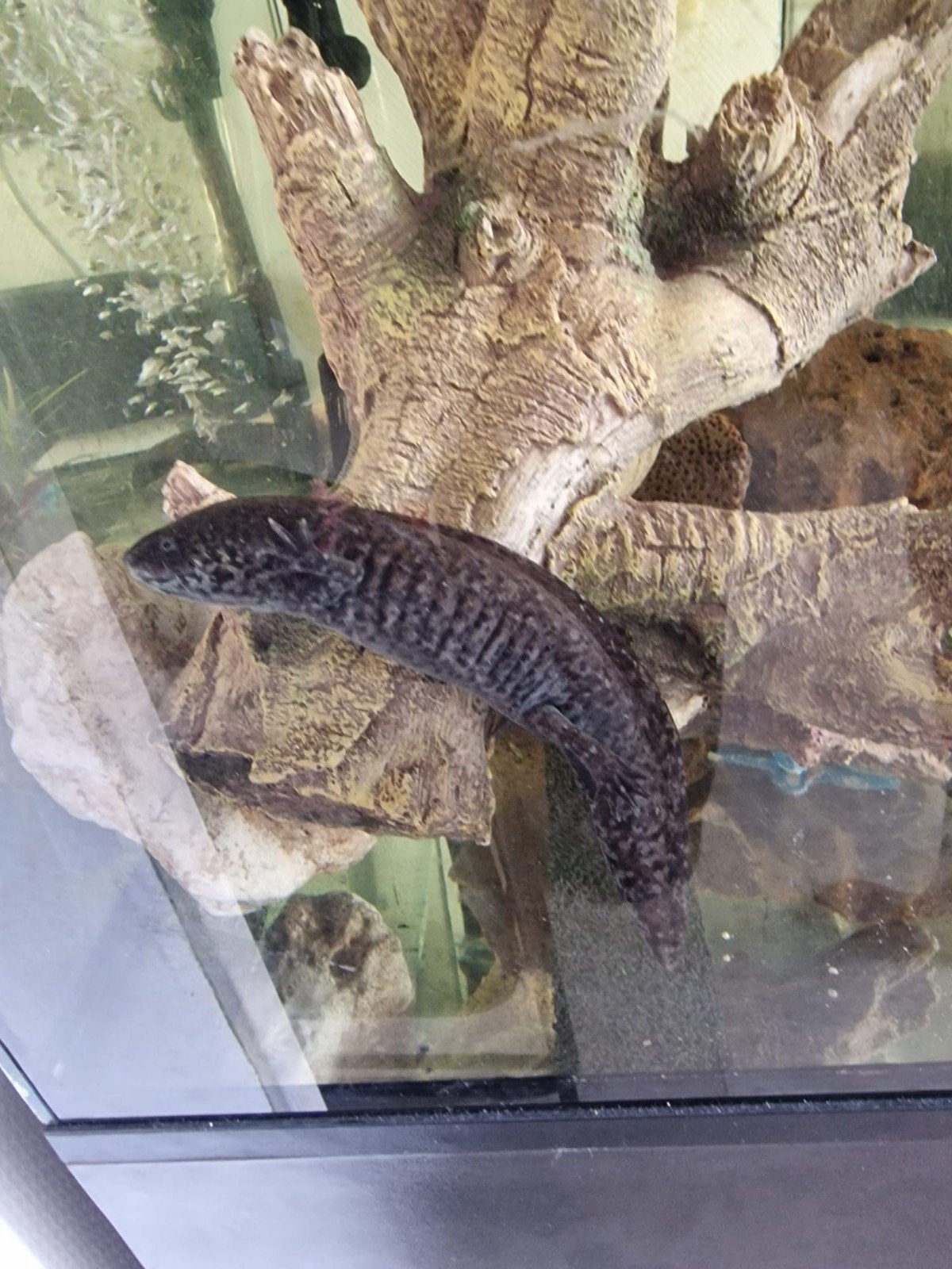 axelotls met groot aquarium te koop, Dieren en Toebehoren, Reptielen en Amfibieën, Amfibie, 0 tot 2 jaar