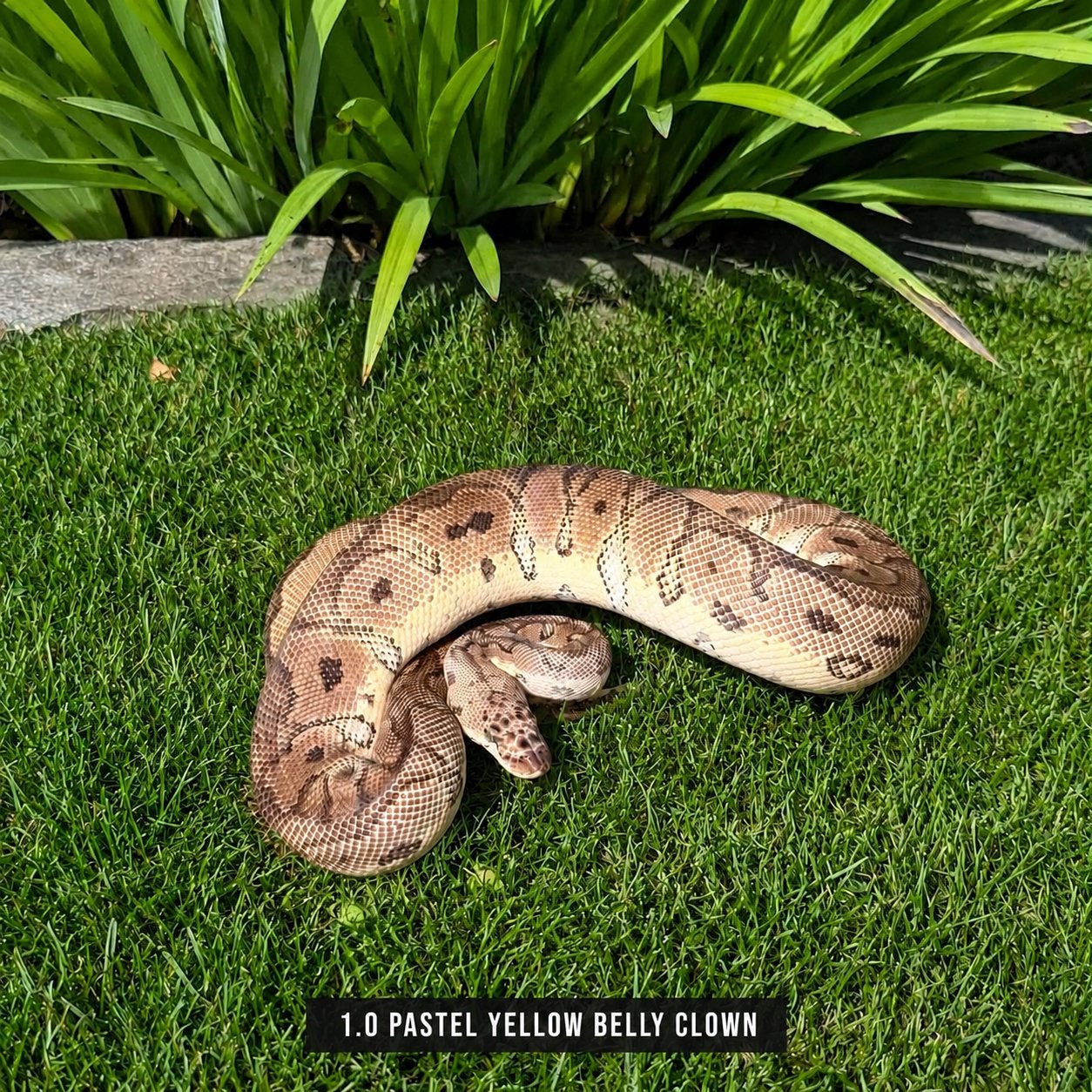 PYTHON REGIUS - CLOWN Ball Python - male for sale from Shaquille (2200 België)