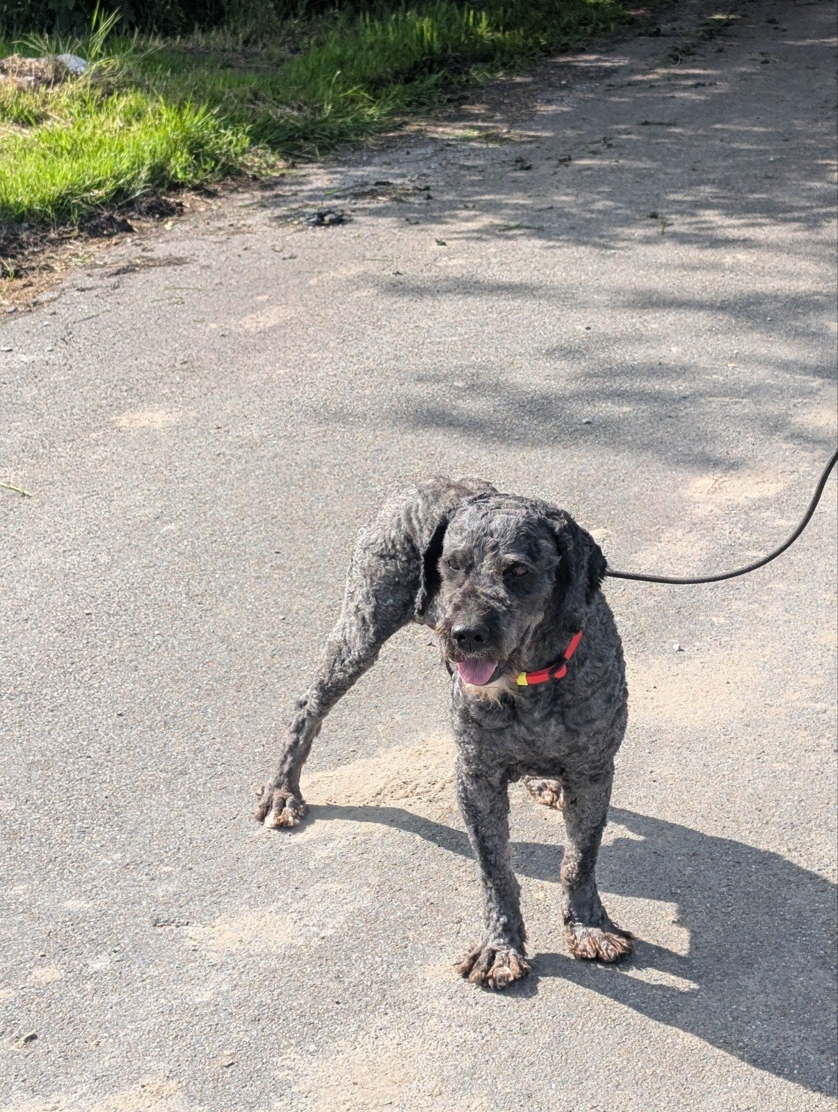 Spaanse waterhond, 6 jaar of ouder, Eén hond, Nederland, Particulier