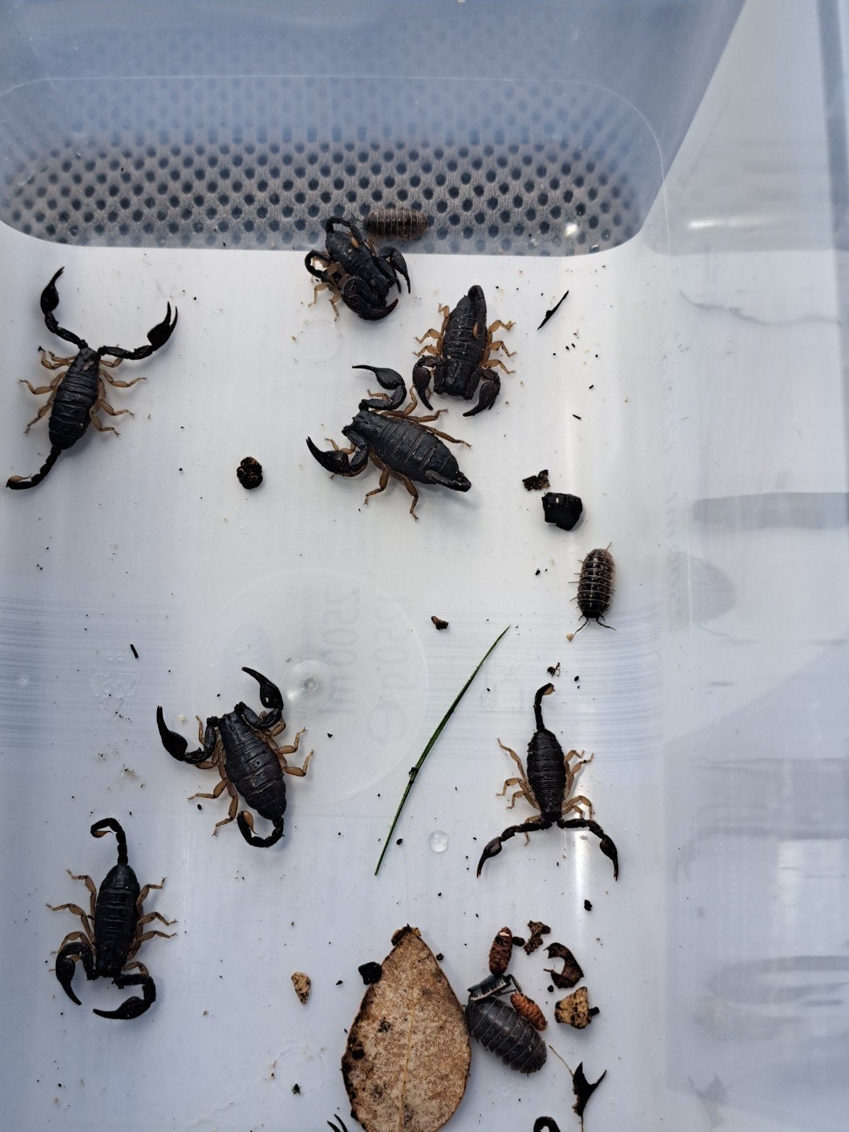 zwarte schorpioen "Tetratrichobothrius flavicaudis", Dieren en Toebehoren, Spin of Schorpioen