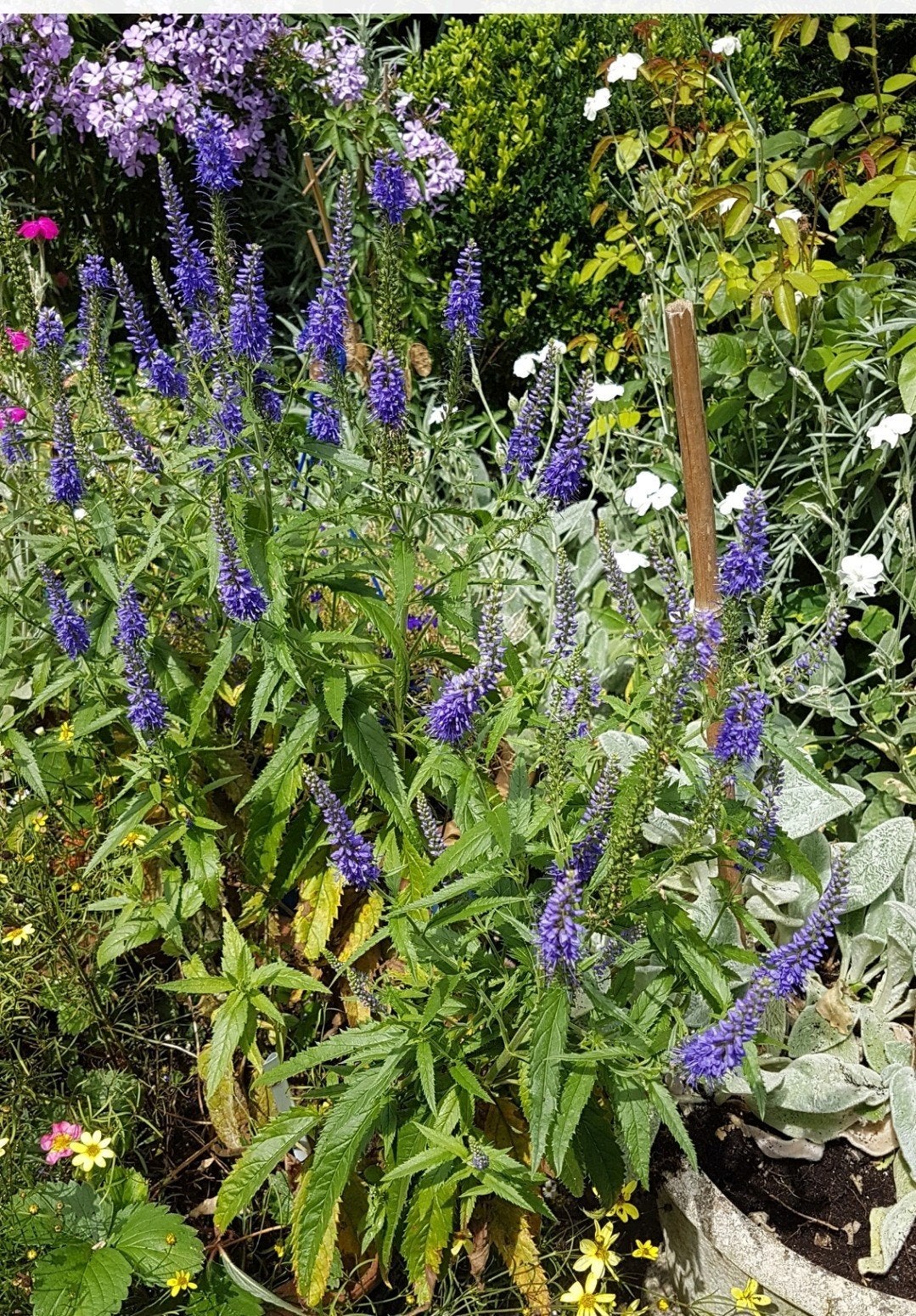 Veronica spicata ,  Aarereprijs blauw, Ophalen, Overige soorten, Volle zon
