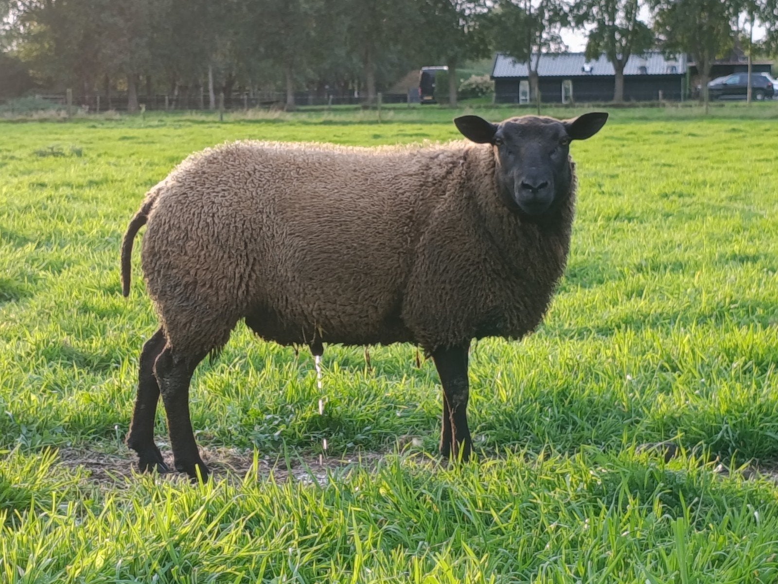 mooie ram, Dieren en Toebehoren, Mannelijk, Schaap, 0 tot 2 jaar