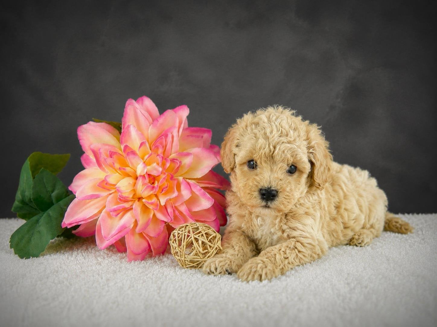 Prachtige mini maltipoo pups beschikbaar, Parvo, Nederland, Overige rassen, 8 tot 15 weken