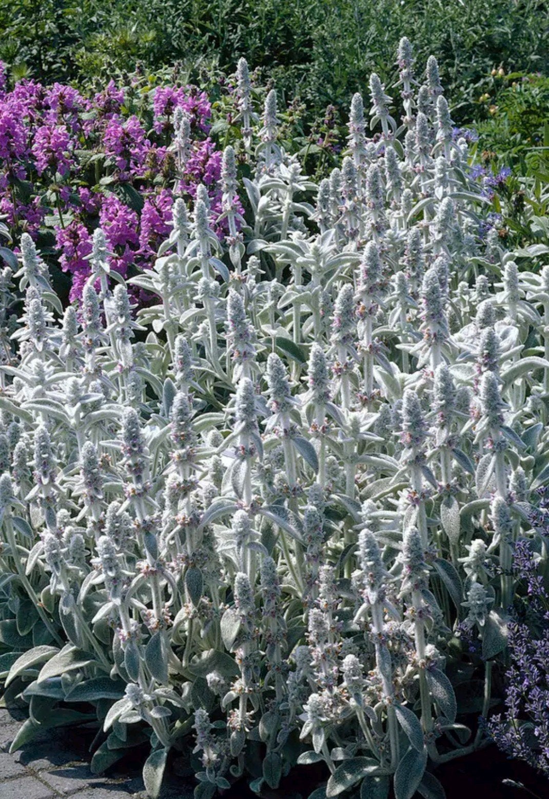 Ezelsoor, Tuin en Terras, Volle zon, Vaste plant, Zomer, Ophalen