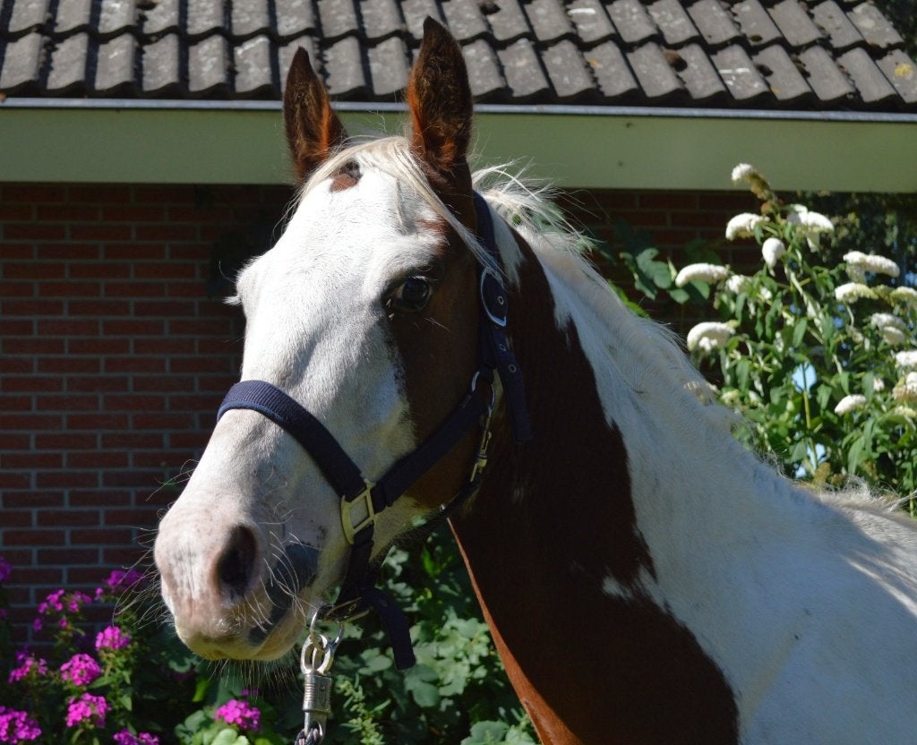 Mooie 3,5 jarige bonte ruin, Dieren en Toebehoren, Pony's, Ruin, 3 tot 6 jaar, Onbeleerd, Gechipt