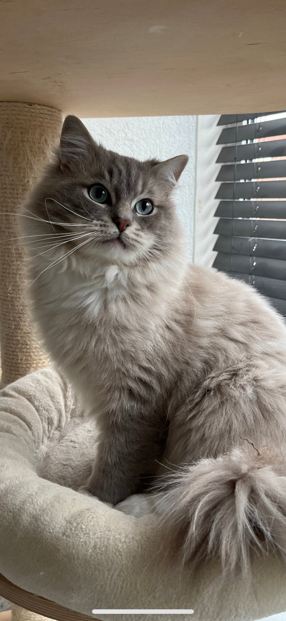 Ragdoll dekkater met stamboom ( blue mink tabby mitted ), Dieren en Toebehoren, Katten en Kittens | Dekkaters