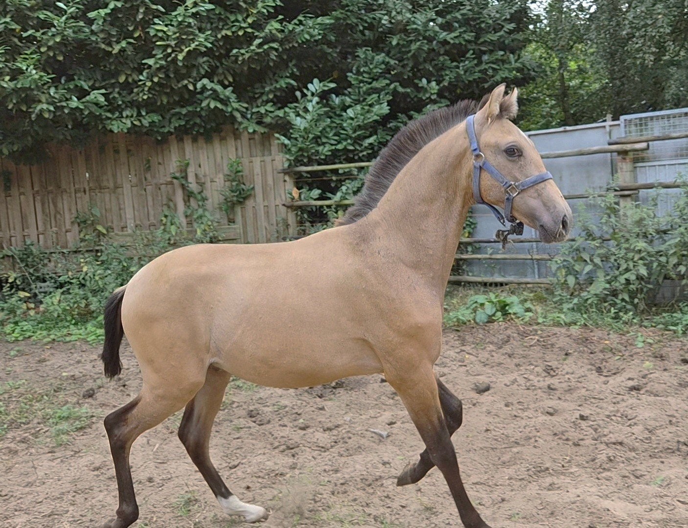 Foto 4 van jonge veelbelovende pre paarden ELITE PAPIEREN