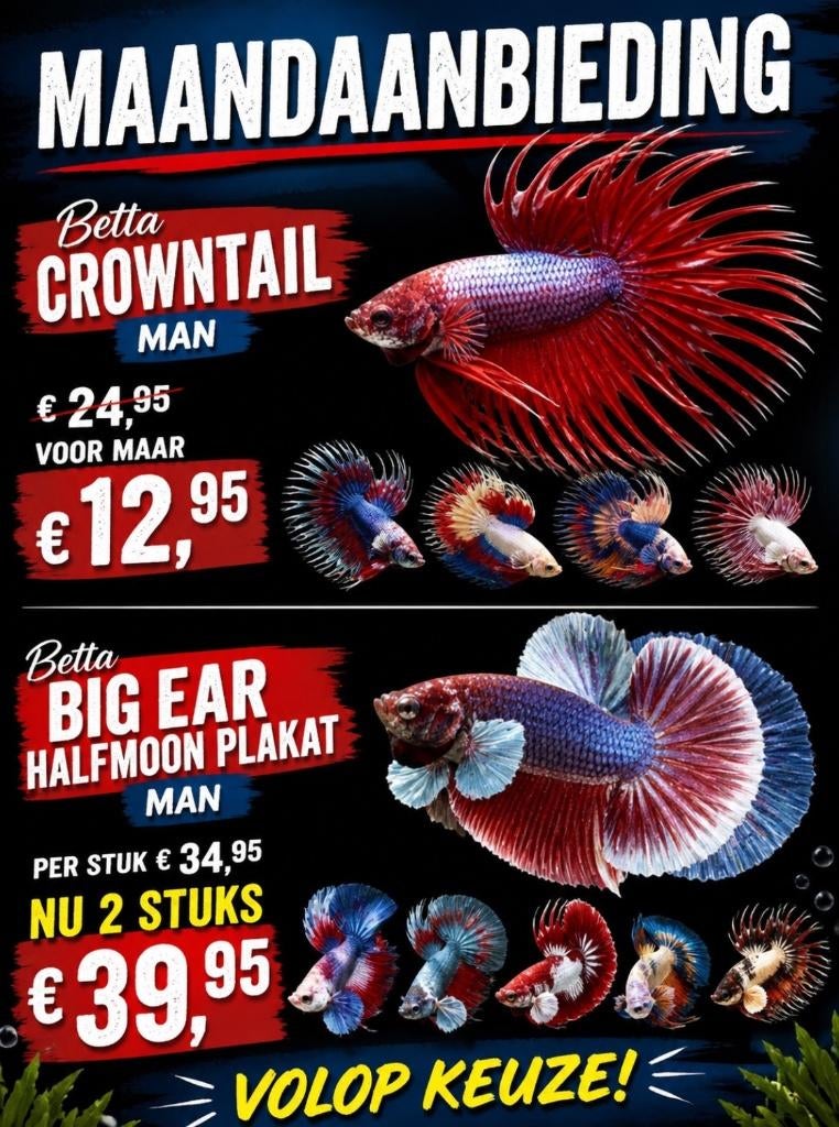 Maandaanbiedingen: Betta Crowntail & Betta Big Ear Halfmoon, Vis, Zoetwatervis