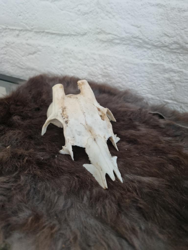 Dierenschedel - Decoratief item, Ophalen of Verzenden, Gebruikt