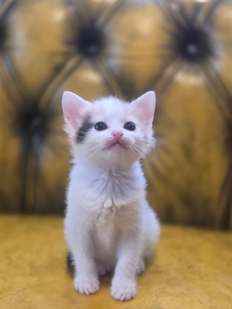 Kittens, Ophalen of Verzenden, Nieuw, Pluche