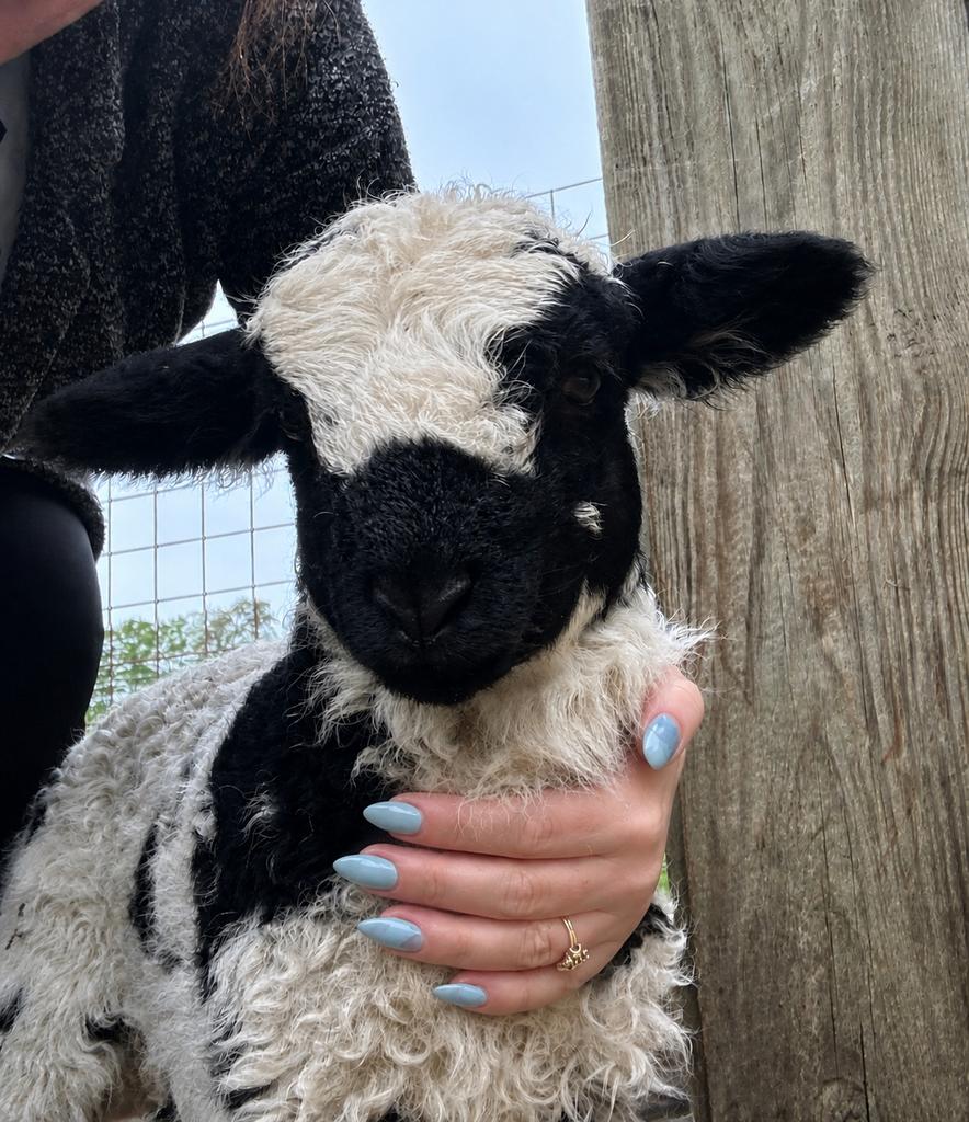 Walische schwarznase x Bonte schaap ooi en ram, Dieren en Toebehoren, Vrouwelijk, Schaap