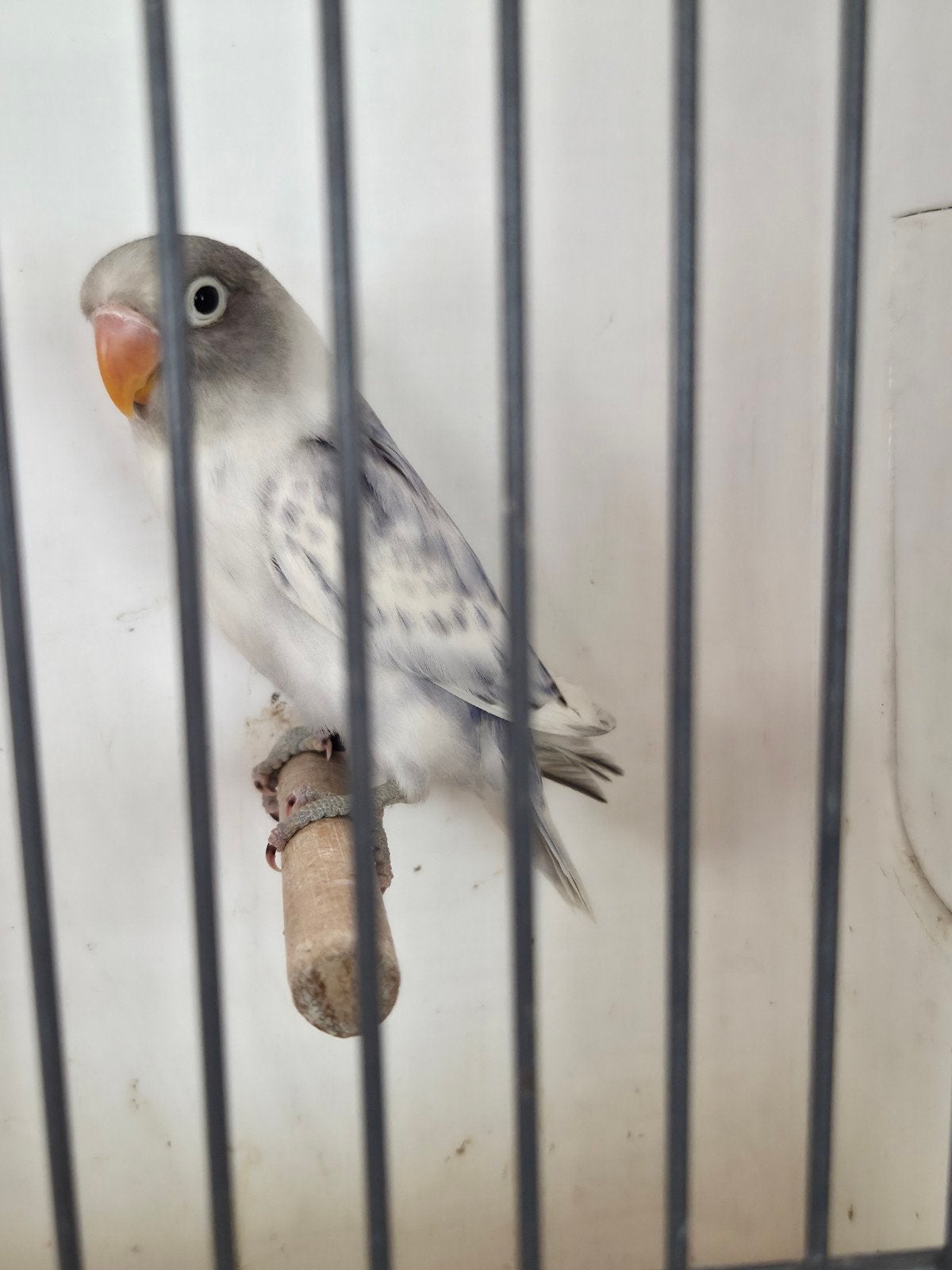 Personatus dominant bont violet, Meerdere dieren, Parkiet