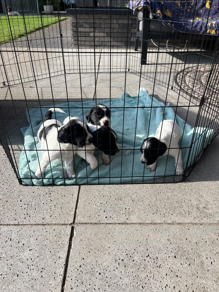 Engelse springer spaniël x Friese stabij pups, 8 tot 15 weken, Meerdere, Meerdere dieren, Spaniël