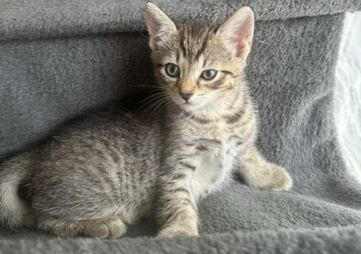 Zeer lieve kitten 9 weekjes, Kater