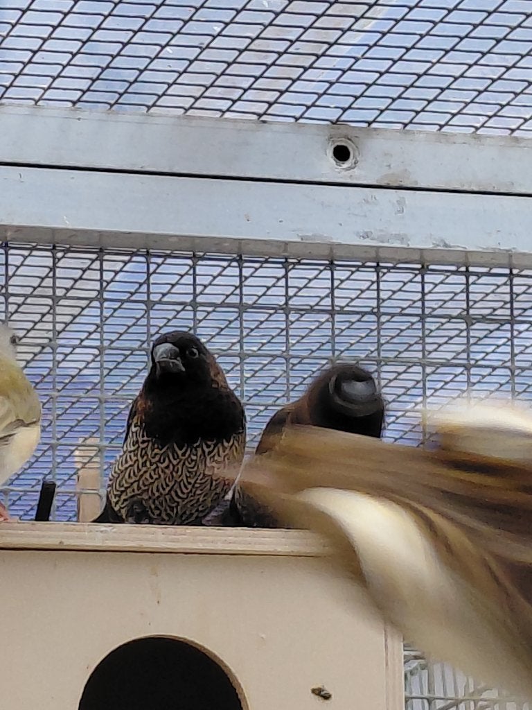 Japanse meeuwen, Dieren en Toebehoren, Vogels | Overige Vogels, Meerdere dieren, Tropenvogel