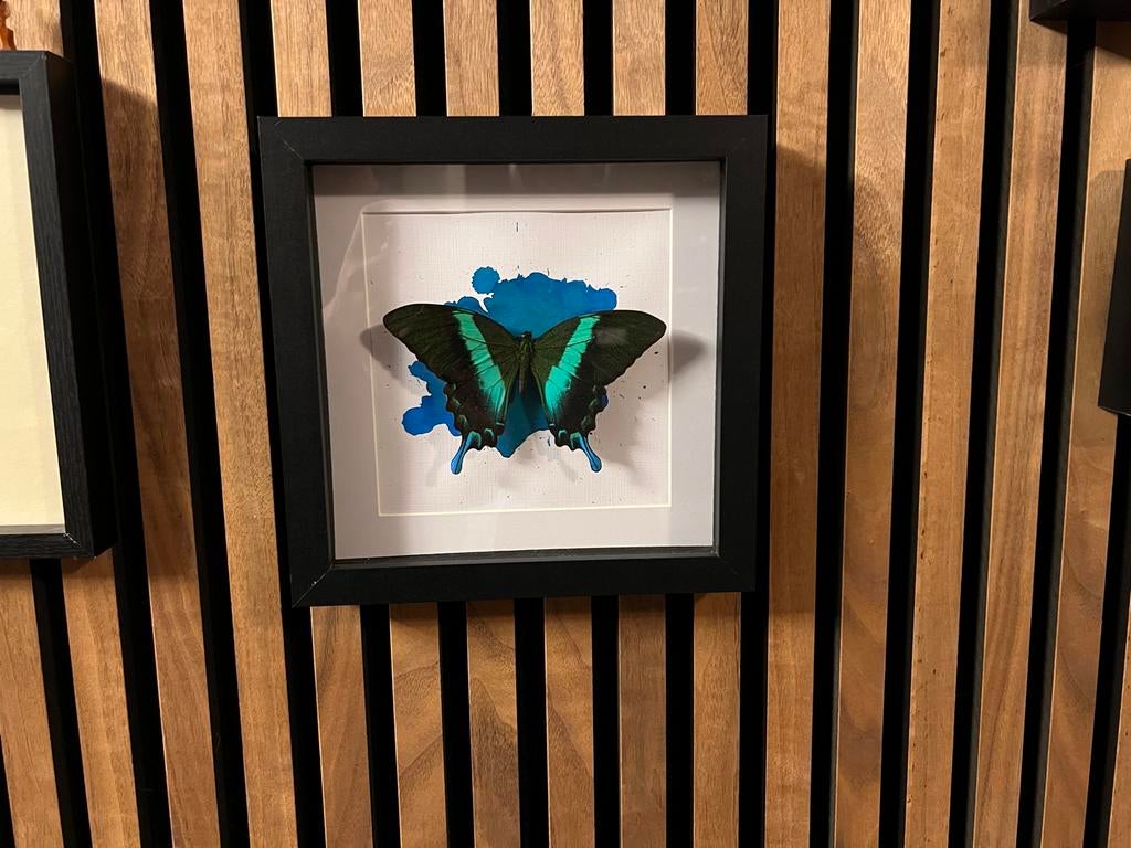 Ingelijste vlinder - Groene Papilio Blumei, Hout, Meerkleurig, Ophalen of Verzenden, Zo goed als nieuw