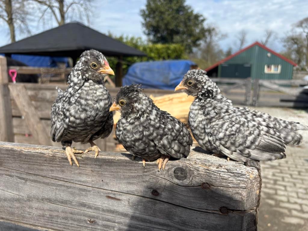 Watermaalse baardkriel haantjes, Dieren en Toebehoren, Pluimvee, Mannelijk, Kip