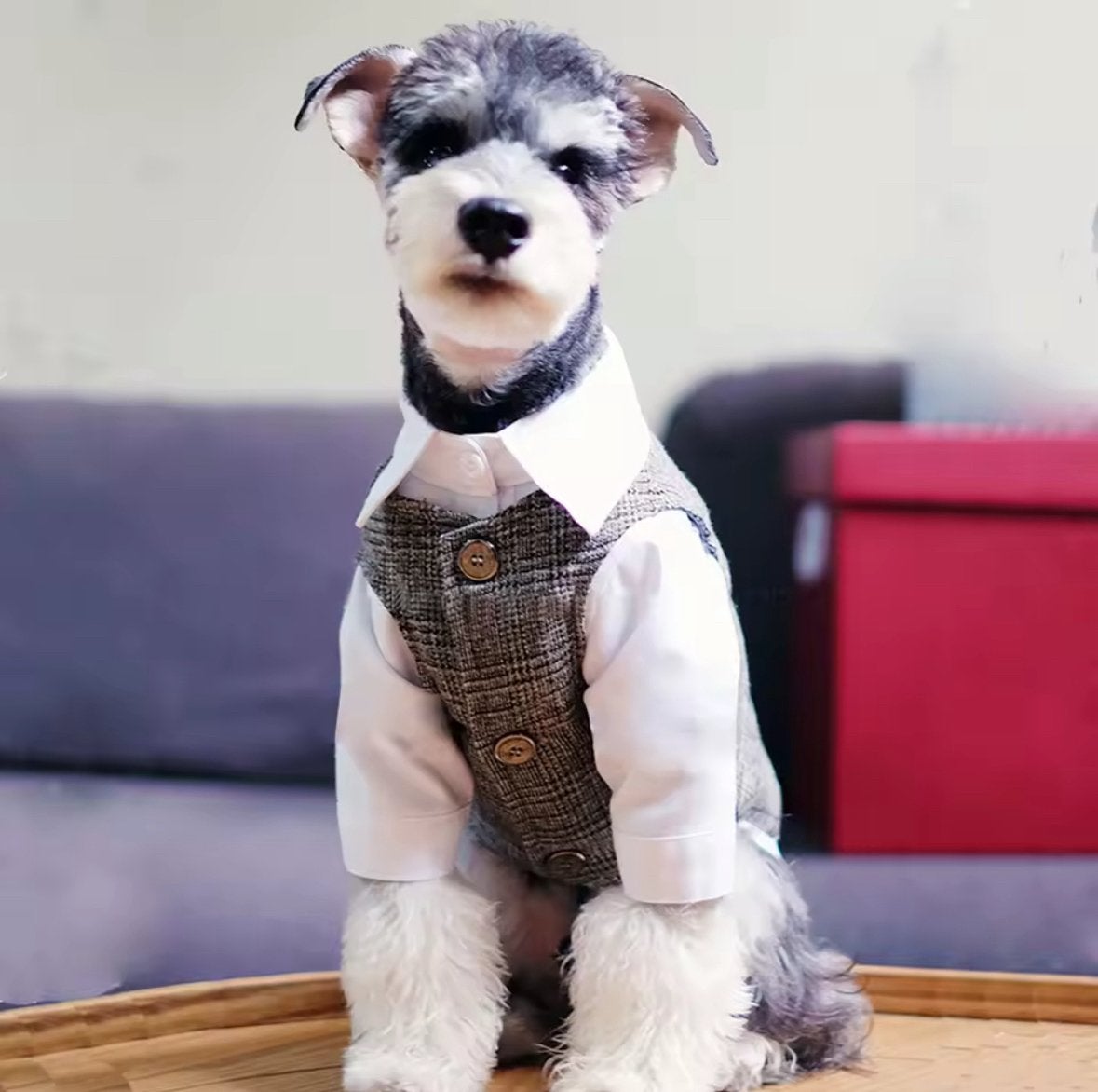 Gentleman Pak voor honden en katten., Dieren en Toebehoren, Ophalen of Verzenden, Nieuw