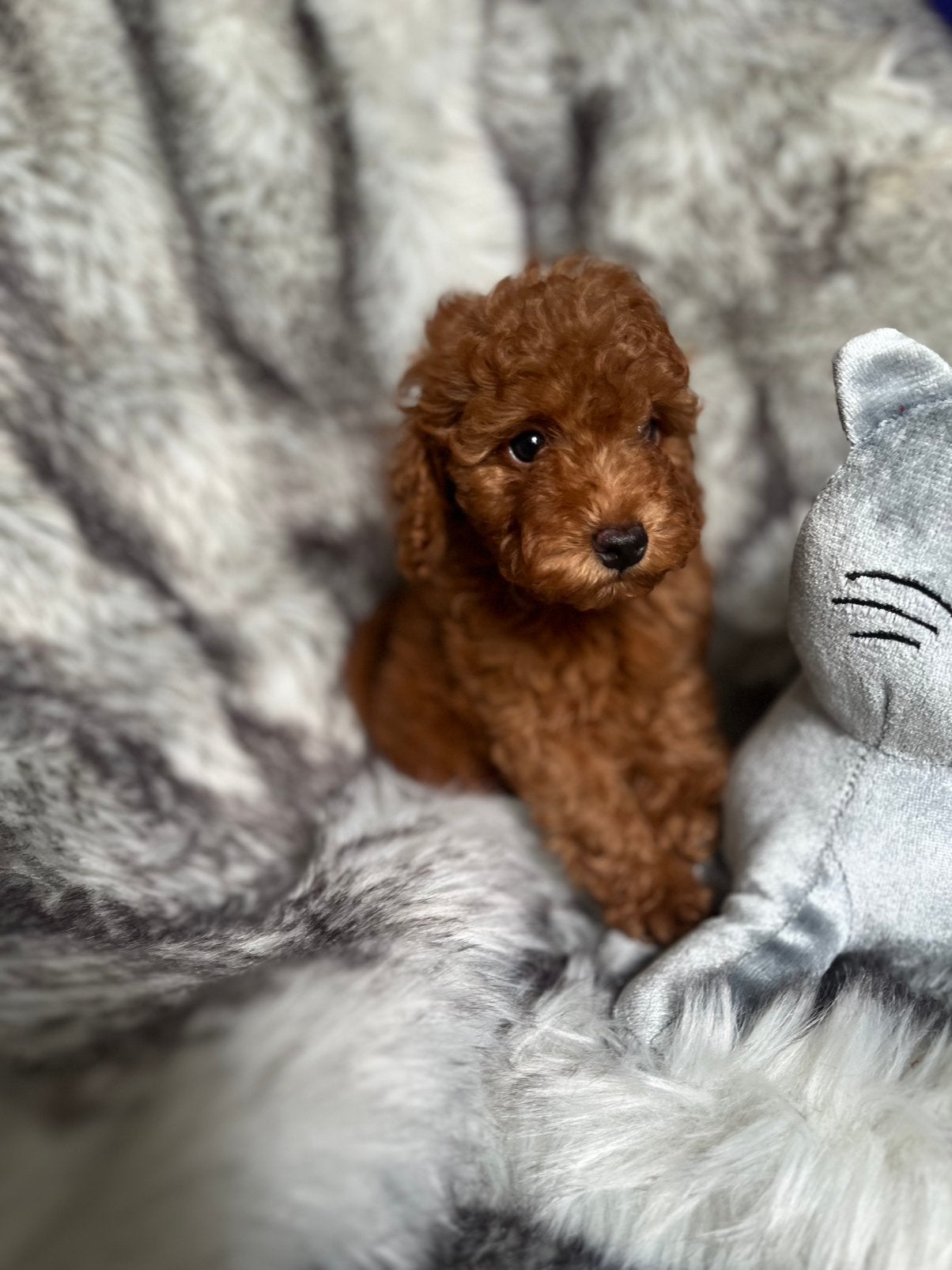 Kleine dwerg / toy poedel pups, Dieren en Toebehoren, Poedel, Parvo, 15 weken tot 1 jaar, Meerdere
