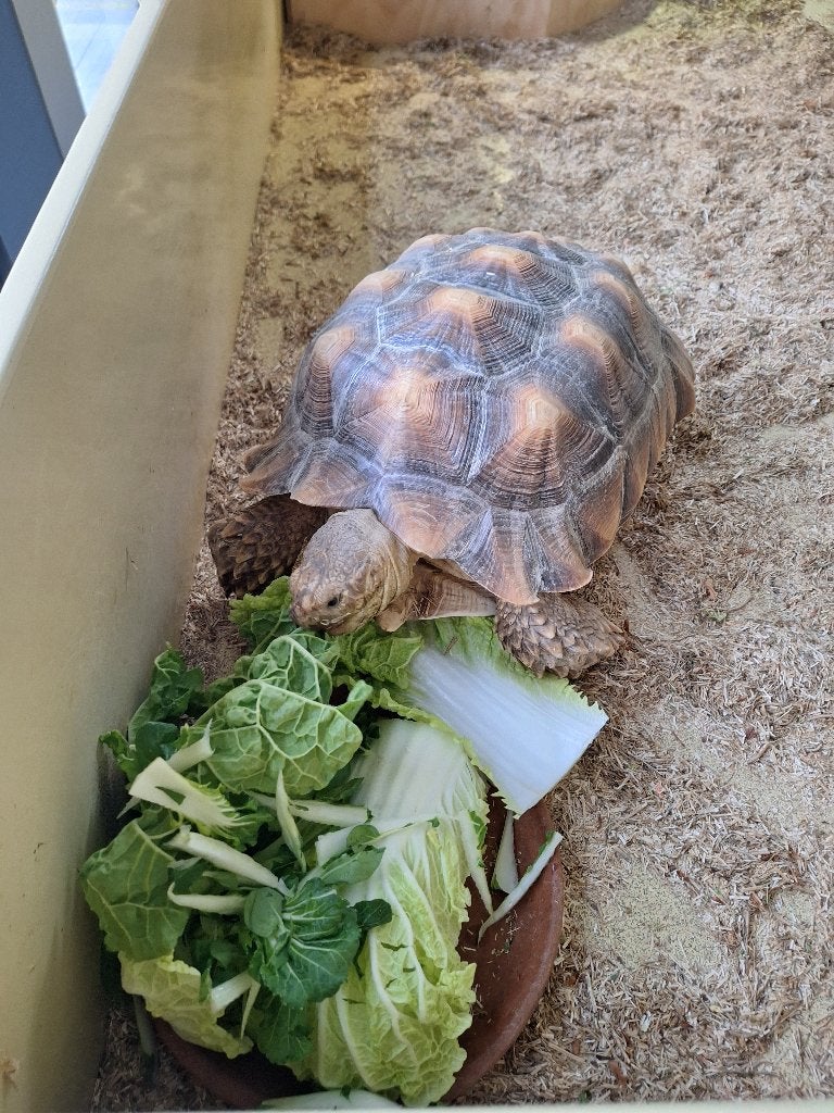 Sulcata sporenschildpad Tortoise - male for sale from DV