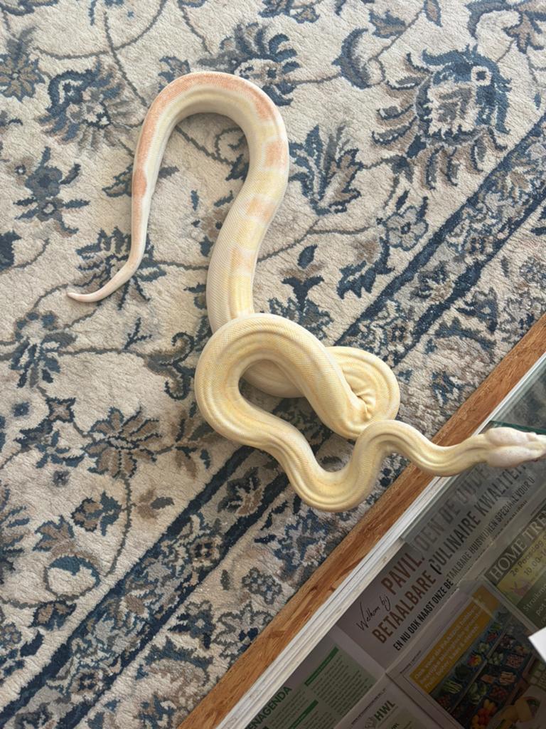 Koppel boa’s Boa Constrictor - unknown for sale from Michiel