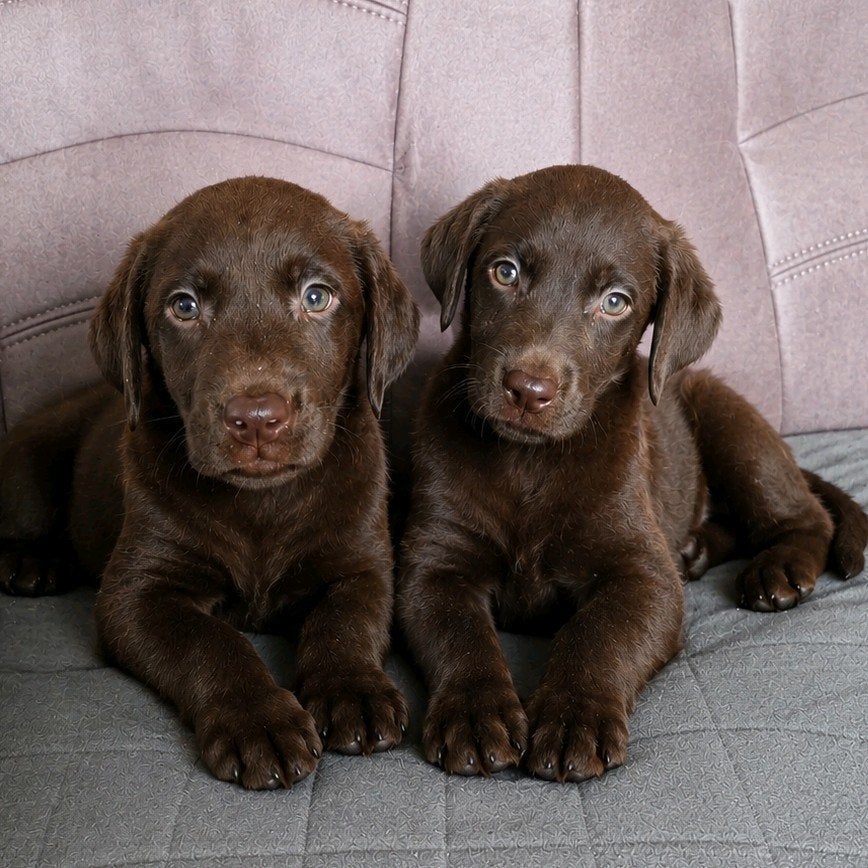 CHOCOLADE BRUINE LABRADOR PUPS (MOGEN METEEN MEE), Dieren en Toebehoren, Honden | Retrievers, Spaniëls en Waterhonden, Parvo, 8 tot 15 weken