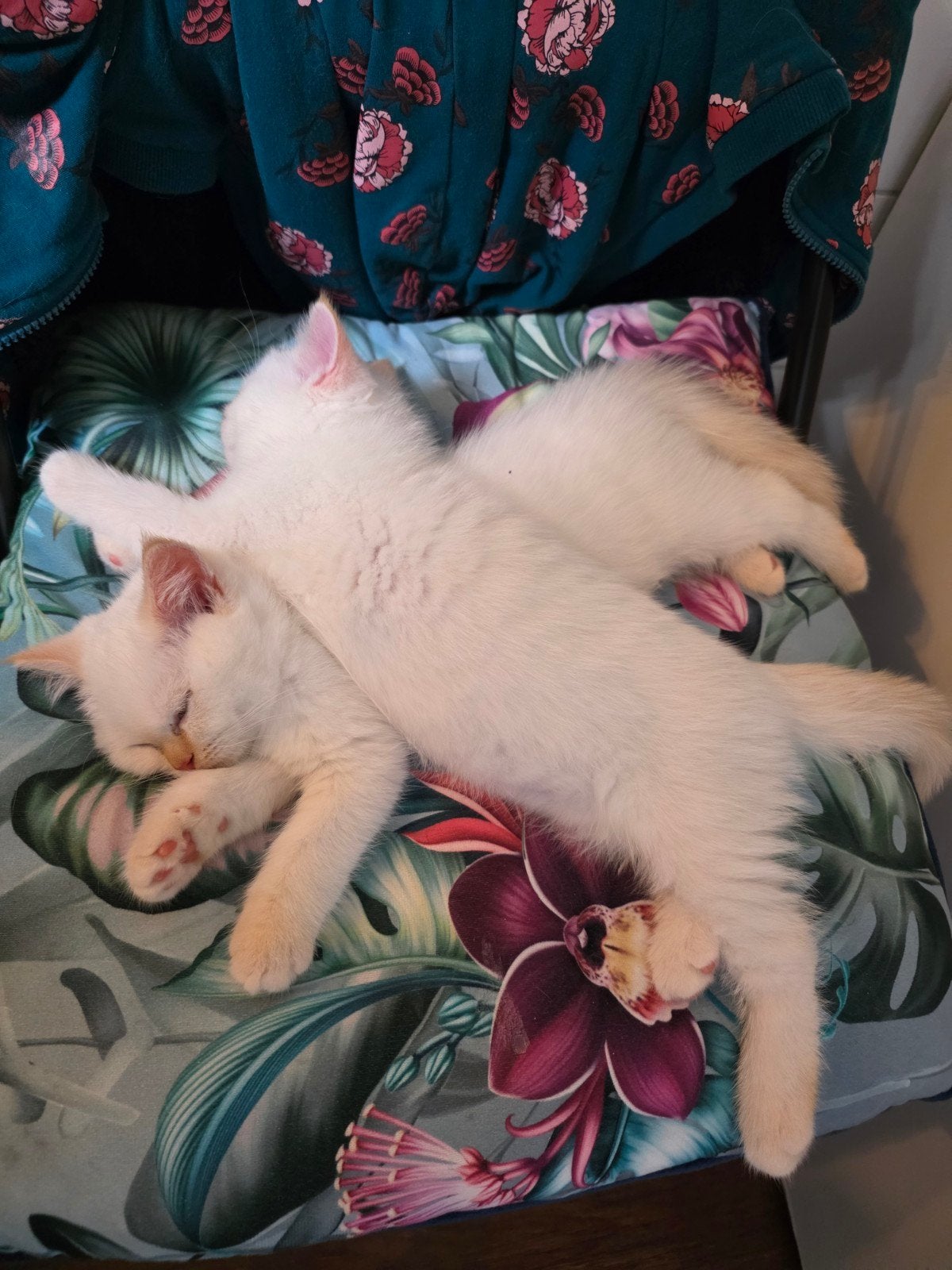 Prachtige Britse kittens!, Meerdere dieren, 0 tot 2 jaar
