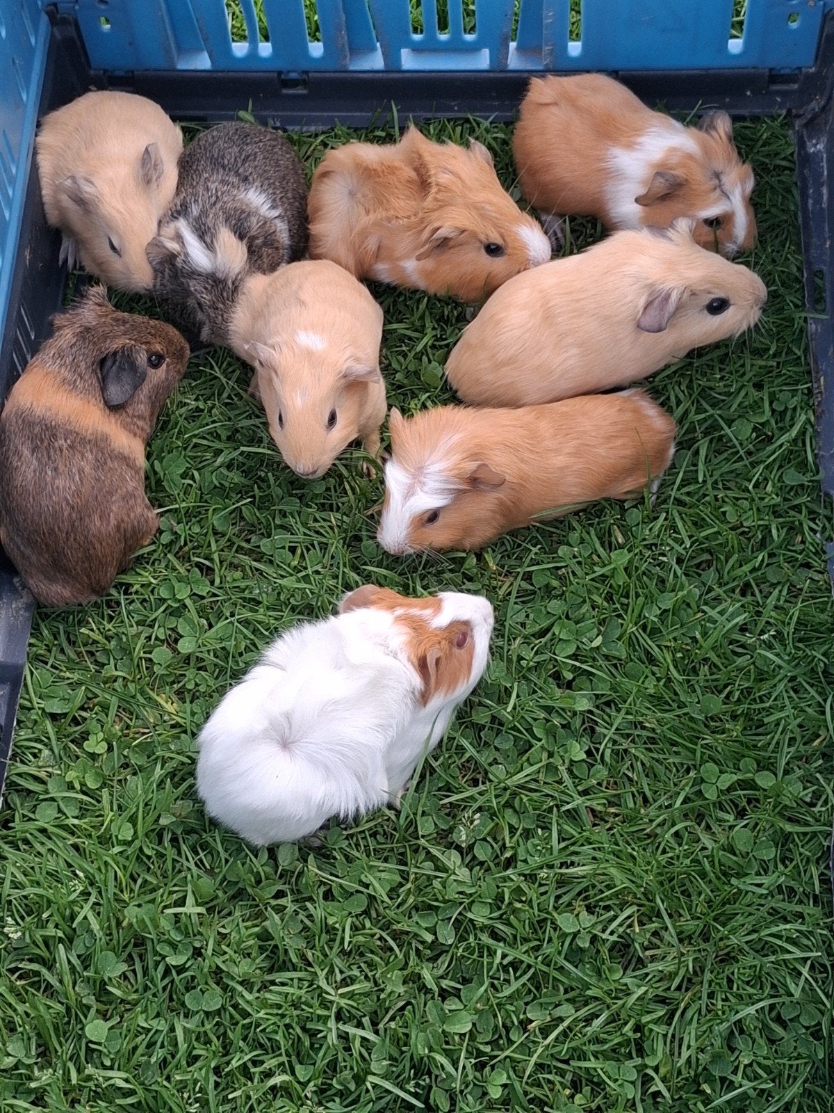 cavia's, Dieren en Toebehoren, Cavia, Augustus, Meerdere dieren, Tam
