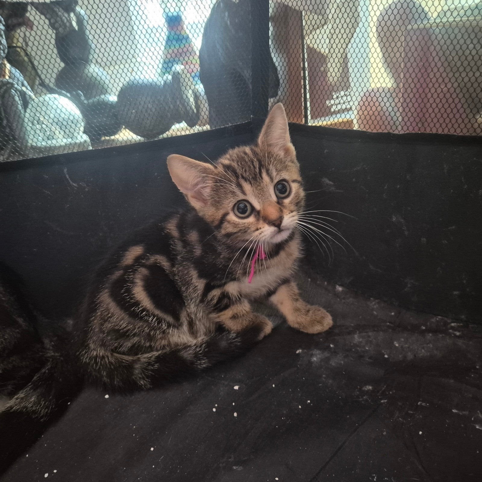 brits korthaar tabby kittens 8.5 week oud, Meerdere dieren, Ontwormd, 0 tot 2 jaar